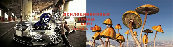 прущие грибы Липки